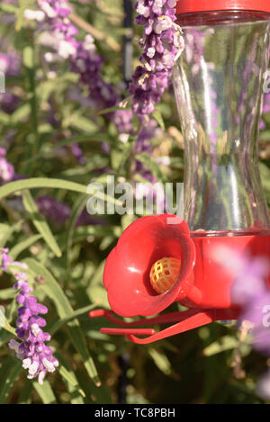 hummingbird feeder in garden