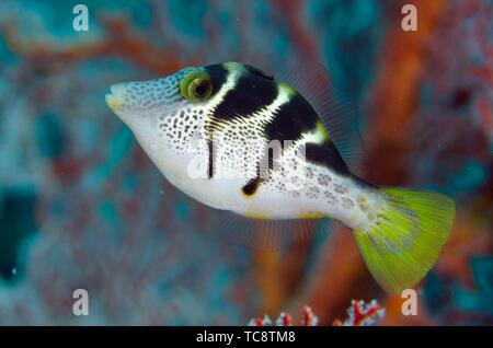 Black-saddled Toby (Canthigaster valentini), Jemeluk Bay dive site, Amed, Bali, Indonesia.