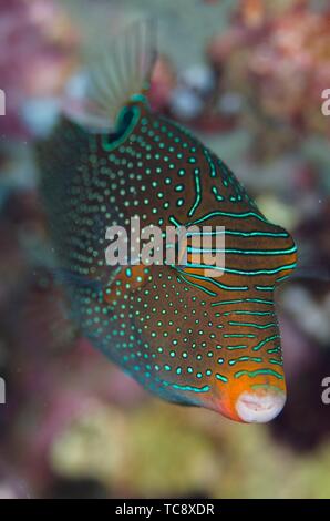 Papuan Toby (Canthigaster papua), Love Potion #9 dive site, Balbulol Island, Misool, Raja Ampat, Indonesia.