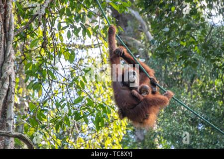 A Mother and Baby Orangutan ( Pongo pygmaeus ) Hanging on a Rope in Semengoh Rehabilitation Center, Kuching, Sarawak, Borneo, Malaysia.