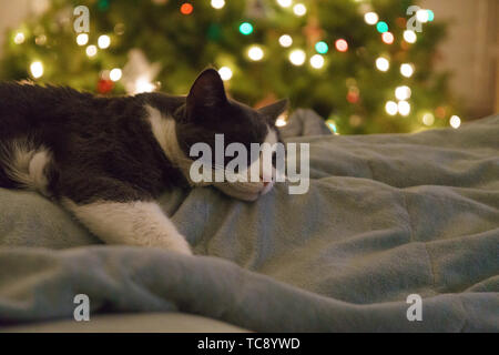 Cat sleeping under christmas tree Stock Photo