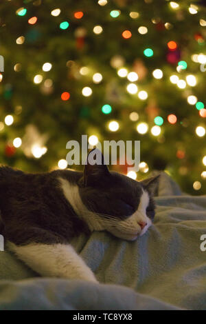 Cat sleeping under christmas tree Stock Photo