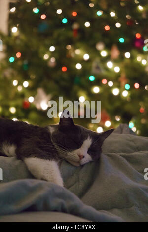 Cat sleeping under christmas tree Stock Photo