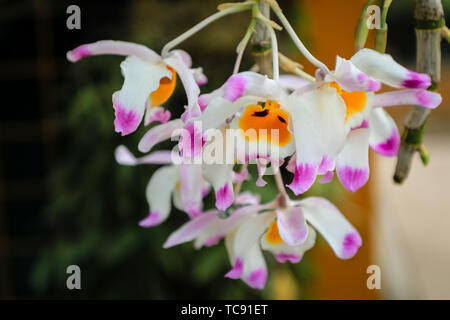 Dendrobium maple orchid in full bloom Stock Photo