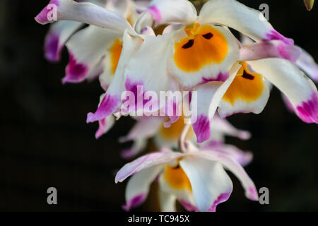 Dendrobium maple orchid in full bloom Stock Photo