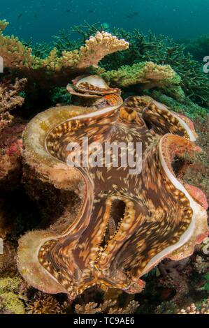 Fluted Giant Clam (Tridacna squamosa) showing mantle, Lava Flow dive site, Ambon, Maluku (Moluccas), Indonesia.