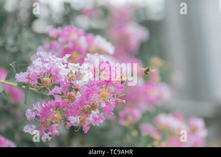 Bees and crape myrtle Stock Photo