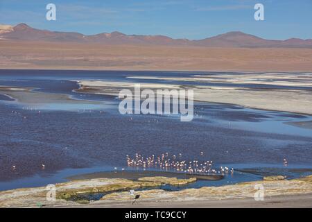 A flamboyance of James's, Andean, and Chilean flamingos on Laguna Colorada, Salar de Uyuni, Bolivia.