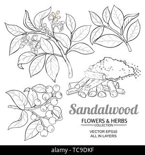 Sandalwood Vector Set On White Background Stock Vector Image Art Alamy