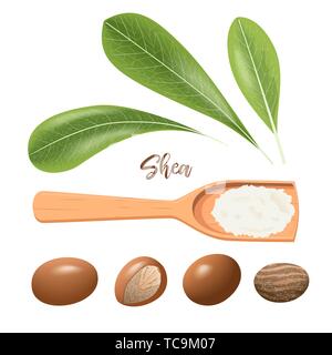 Shea nuts whole and cracked. Leaves and shea butter on wooden spoon. Shi tree pods, karite. Vitellaria paradoxa. Card template, copy space. for cosmet Stock Vector