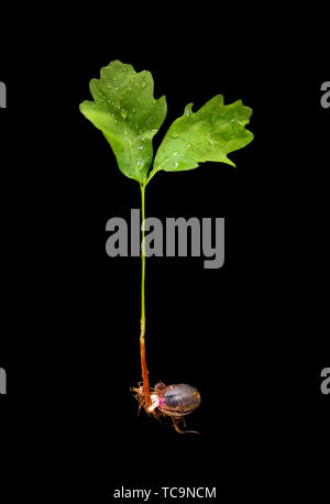 Spring oak sprout close up. Sprouted seed acorn, the birth of a new ...