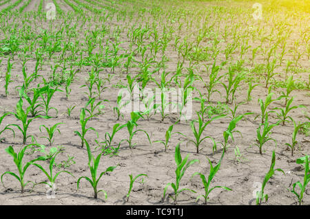 Young corn sprouts on the field in early summer. Stock Photo