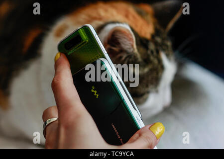 Tri Colour Cat takes call on classic slider phone.Green Sony Ericsson W580i Walkman released August 2007, Wales, United Kingdom. Mobile phone with but Stock Photo