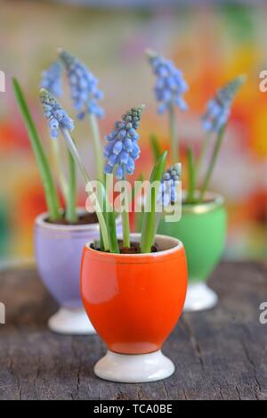 Blue Grape Hyacinth, Muscari armeniacum flowers.
