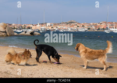 Group of dogs playing with frisbee on dogs friendly beach near Palau, Sardinia, Italy. Stock Photo