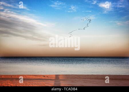 Sunset beach, geese fly south Stock Photo