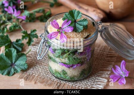 Preparation Of Homemade Mallow Syrup Against Cough From Malva Neglecta Plant And Sugar Stock Photo Alamy