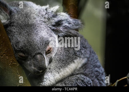 queensland koala bear sleeping in a tree, closeup portrait of a koala, vulnerable marsupial specie from Australia Stock Photo