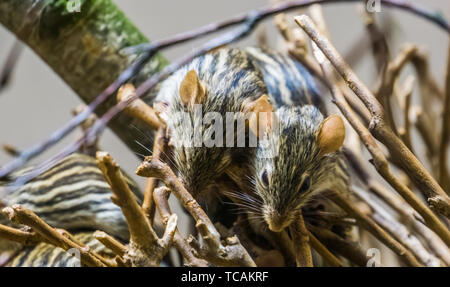 two barbary striped grass mice together, popular pets from Africa, well known tropical rodent specie Stock Photo