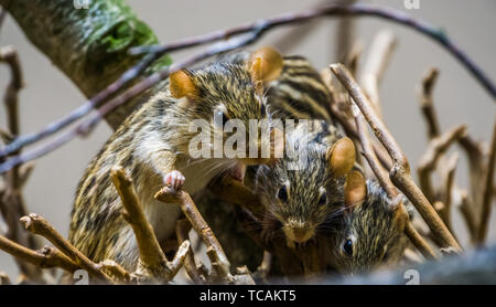 nest of barbary striped grass mouse in closeup, popular rodents from Africa Stock Photo