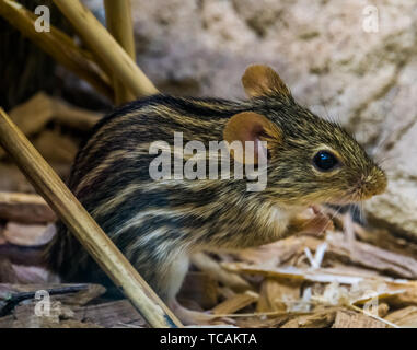 closeup portrait of a barbary striped grass mouse, popular tropical rodent from Africa, small cute pets Stock Photo
