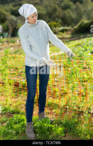 Young woman tending vegetable garden on her homestead, inspecting green peas plants Stock Photo