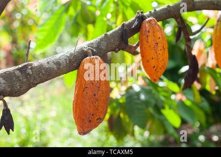 Trinitario cocoa (Theobroma cacao) pods on Sumatra, Indonesia.