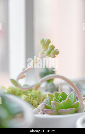 The fleshy plant Alan, growing in a long flower sword, flowering. Stock Photo