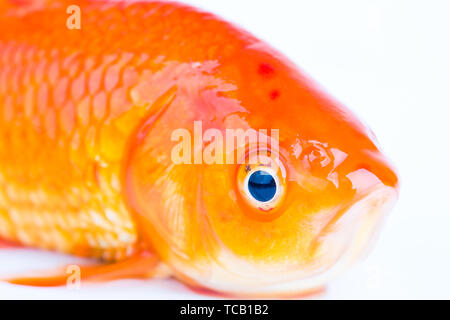 Goldfish eyes, close-up Stock Photo