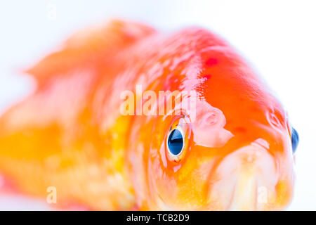 Goldfish eyes, close-up Stock Photo