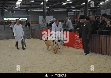 Gloucester Old Spot pig being judged in the show ring at the Royal Welsh spring festival Stock Photo