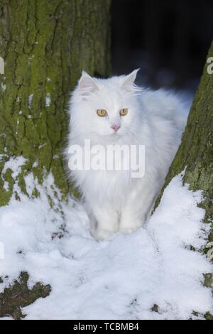 Siberian Cat in winter Stock Photo