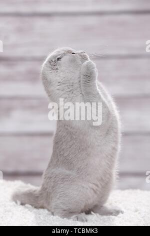 Scottish cat kitten profile side view isolated on white Stock Photo - Alamy