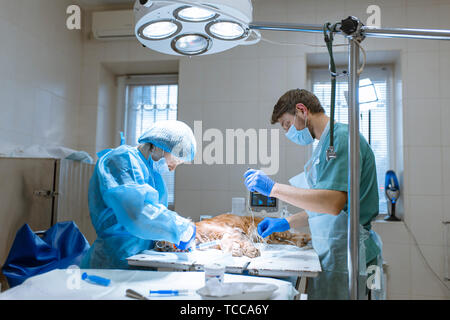 Veterinarians prepare the dog for an operation to clean the teeth. The dog is anesthetized on the operating table. Pet dentology concept. Stock Photo