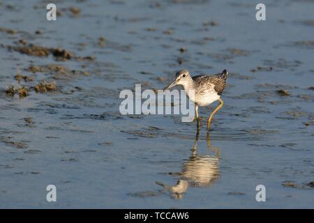 Greenshank - Tringa nebularia, Crete