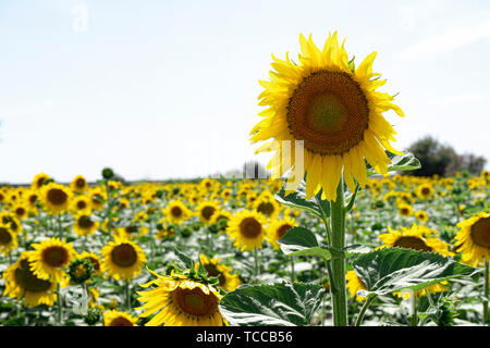 Sunflower plant in sunflower field with clear sky Stock Photo