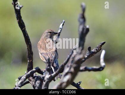 Common Linnet - Linaria cannabina, Greece
