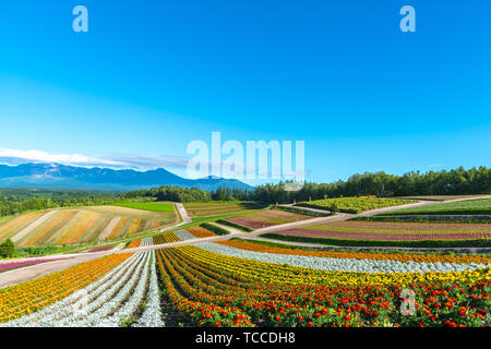 Vivid flowers streak pattern attracts visitors. Panoramic colorful flower field in Shikisai-no-oka,  a very popular spot for sightseeing in Biei Town, Stock Photo