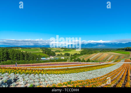 Vivid flowers streak pattern attracts visitors. Panoramic colorful flower field in Shikisai-no-oka,  a very popular spot for sightseeing in Biei Town, Stock Photo