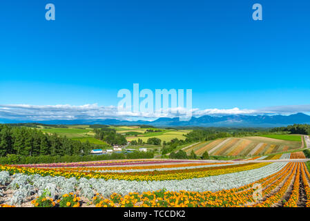 Vivid flowers streak pattern attracts visitors. Panoramic colorful flower field in Shikisai-no-oka,  a very popular spot for sightseeing in Biei Town, Stock Photo