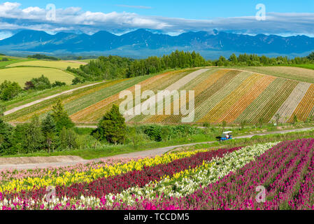 Vivid flowers streak pattern attracts visitors. Panoramic colorful flower field in Shikisai-no-oka,  a very popular spot for sightseeing in Biei Town, Stock Photo