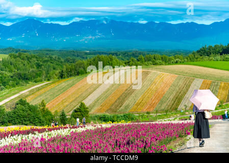 Vivid flowers streak pattern attracts visitors. Panoramic colorful flower field in Shikisai-no-oka,  a very popular spot for sightseeing in Biei Town, Stock Photo