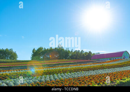 Vivid flowers streak pattern attracts visitors. Panoramic colorful flower field in Shikisai-no-oka,  a very popular spot for sightseeing in Biei Town, Stock Photo