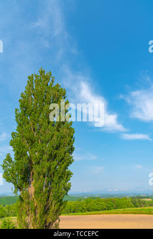 Ken & Mary tree, a large poplar tree. Famous spot in Biei Town, Hokkaido, Japan Stock Photo