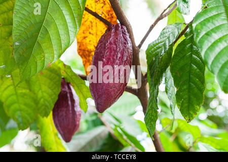 Trinitario cocoa (Theobroma cacao) pods on Sumatra, Indonesia.
