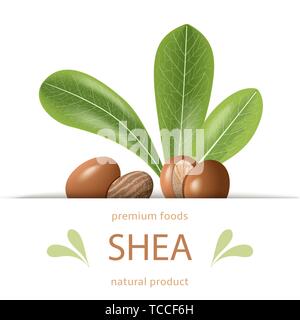Ripe shea nuts and leaves label. shi tree pods whole and cracked. Vitellaria paradoxa. Premium foods. Card template copy space. cosmetics, aromatherap Stock Vector