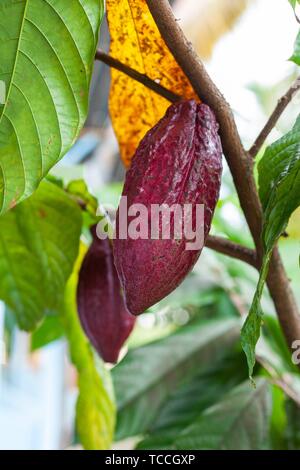 Trinitario cocoa (Theobroma cacao) pods on Sumatra, Indonesia.