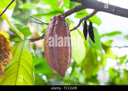 Trinitario cocoa (Theobroma cacao) pods on Sumatra, Indonesia.