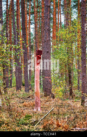 A salt stone in the forest. A lickstone for wild animals such as deer that is mounted on a tree trunk.