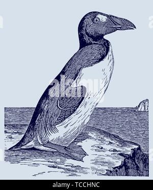 アンティーク　プリント　フレーム　GREAT  AUK Great Auk Antique - Etsy